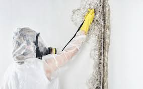 Professional Mold Remediation in Omro, WI